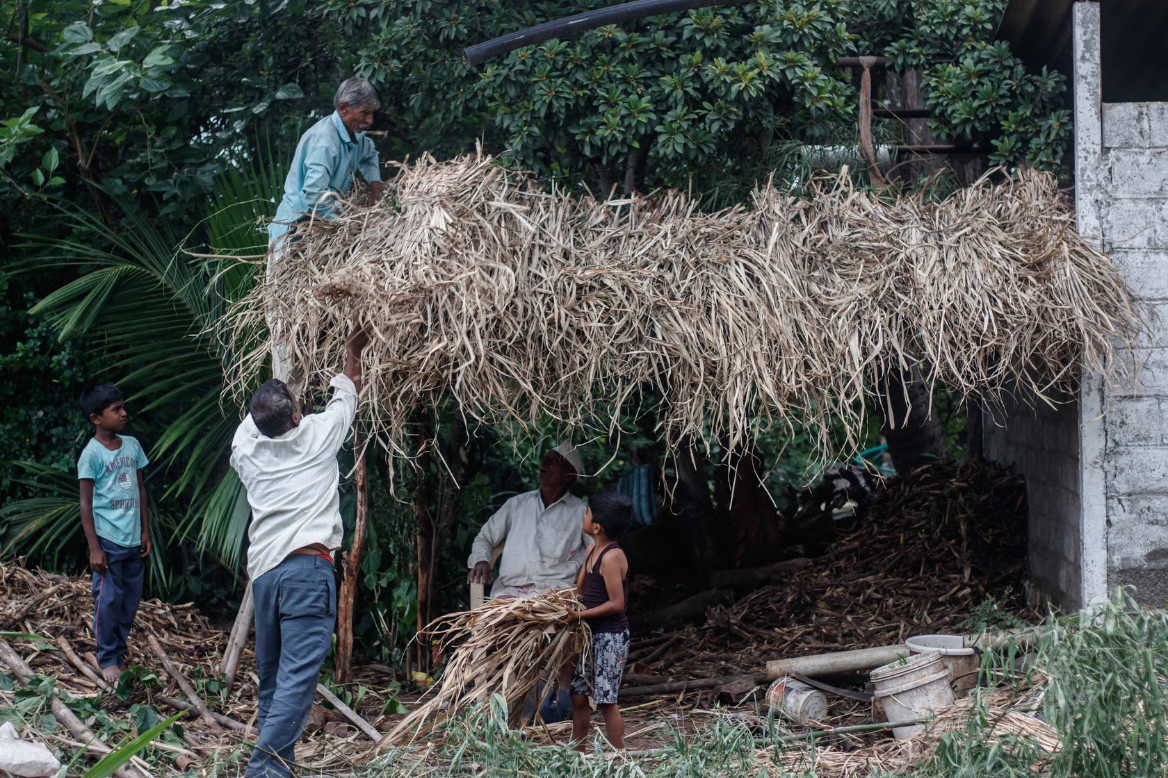 Ashok Bhosale passing the dried sugarcane tops to Vishnu Bhosale. An important food for cattle, sugarcane tops are waterproof and critical for thatching