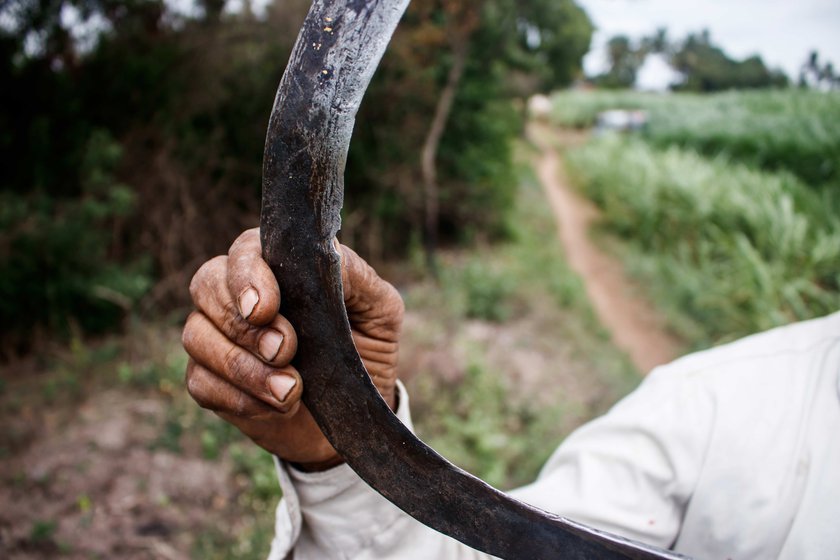 Narayan carries a 14-feet tall agave stem on his shoulder (left) from his field which is around 400 metres away. Agave stems are so strong that often sickles bend and Narayan shows how one of his strongest sickles was bent (right) while cutting the agave stem