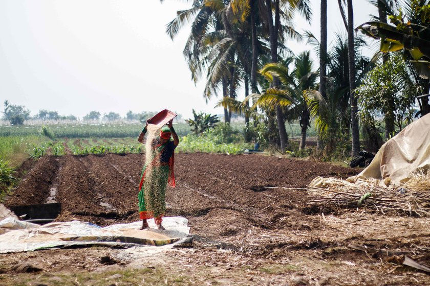 The women in the family also participated in the building of the jhopdi , between their work on the farm. Kusum Gaikwad (left) is winnowing the grains and talking to Vishnu (right) as he works