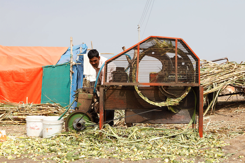 Anil Sawant working at the cattle camps