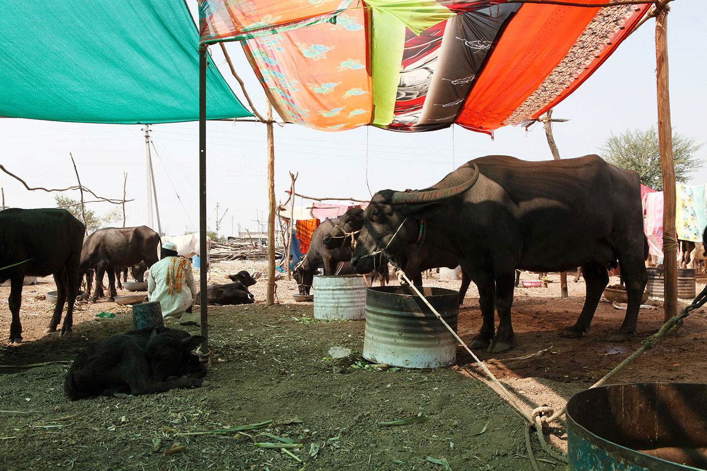 ‘Cattle and birds, both need a lot of water’