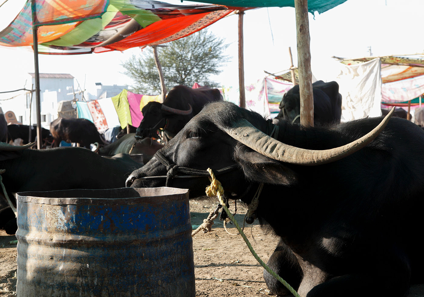 ‘Cattle and birds, both need a lot of water’