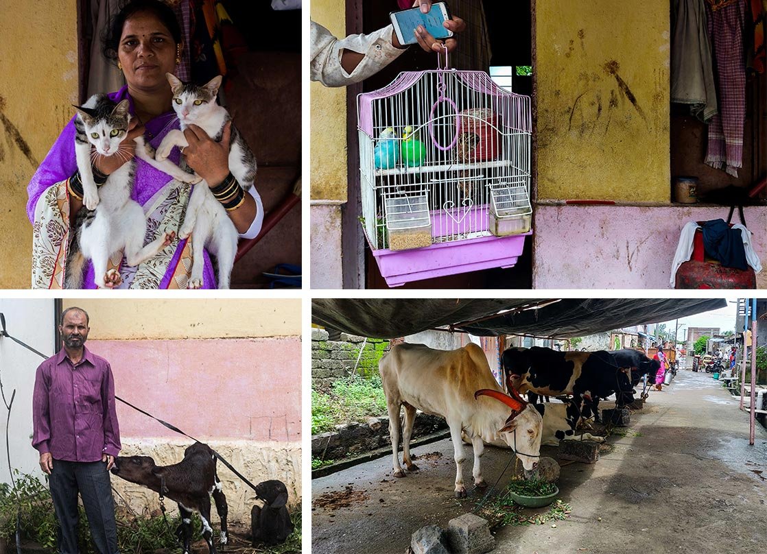 The villagers try saving their animals and livestock.