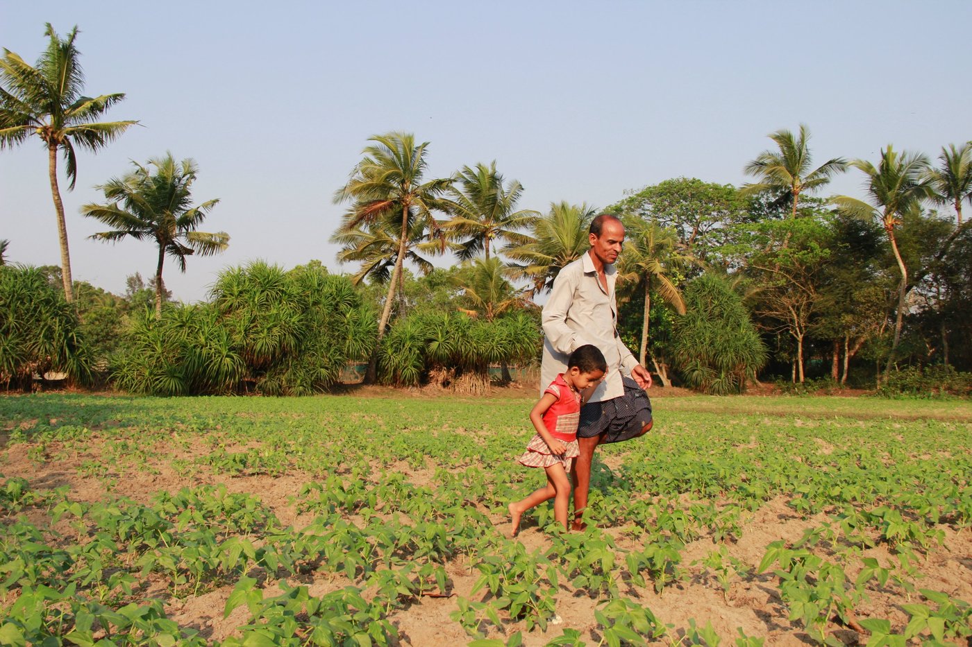 Village priest Birendra Samantray takes a walk in his lentil farm with granddaughter Haripriya