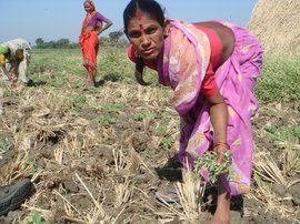 مہاراشٹر میں کسانوں کی خودکشی ساٹھ ہزار سے تجاوز