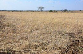 Kharif crops hit by drought, pulses take a Maha pounding