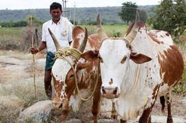 Sturdy cattle that sustain fragile communities