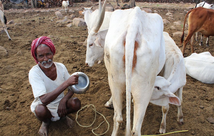 Man with his cattle