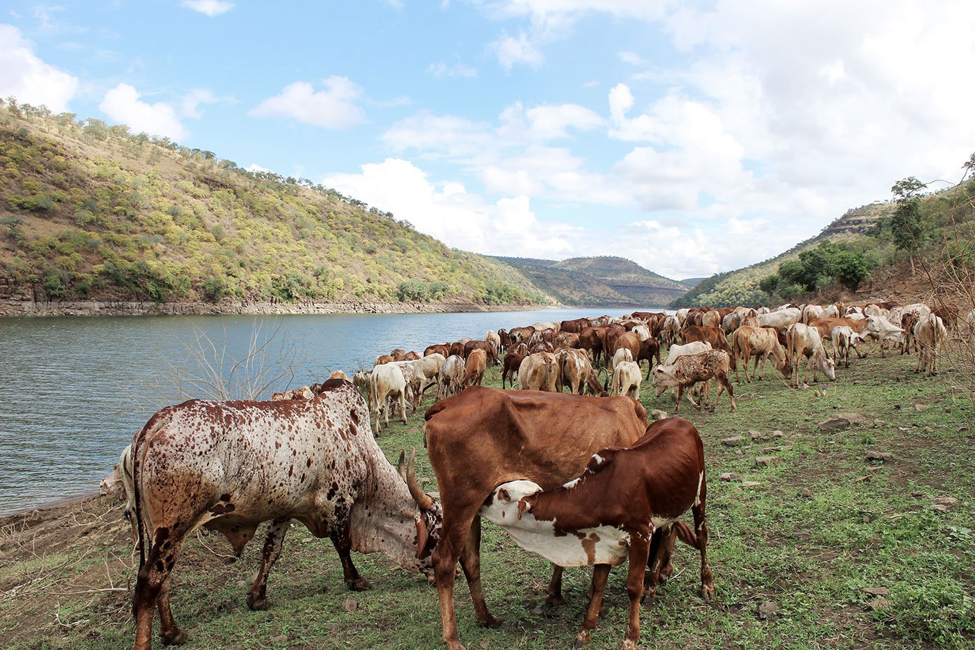 A herd of cattle grazing