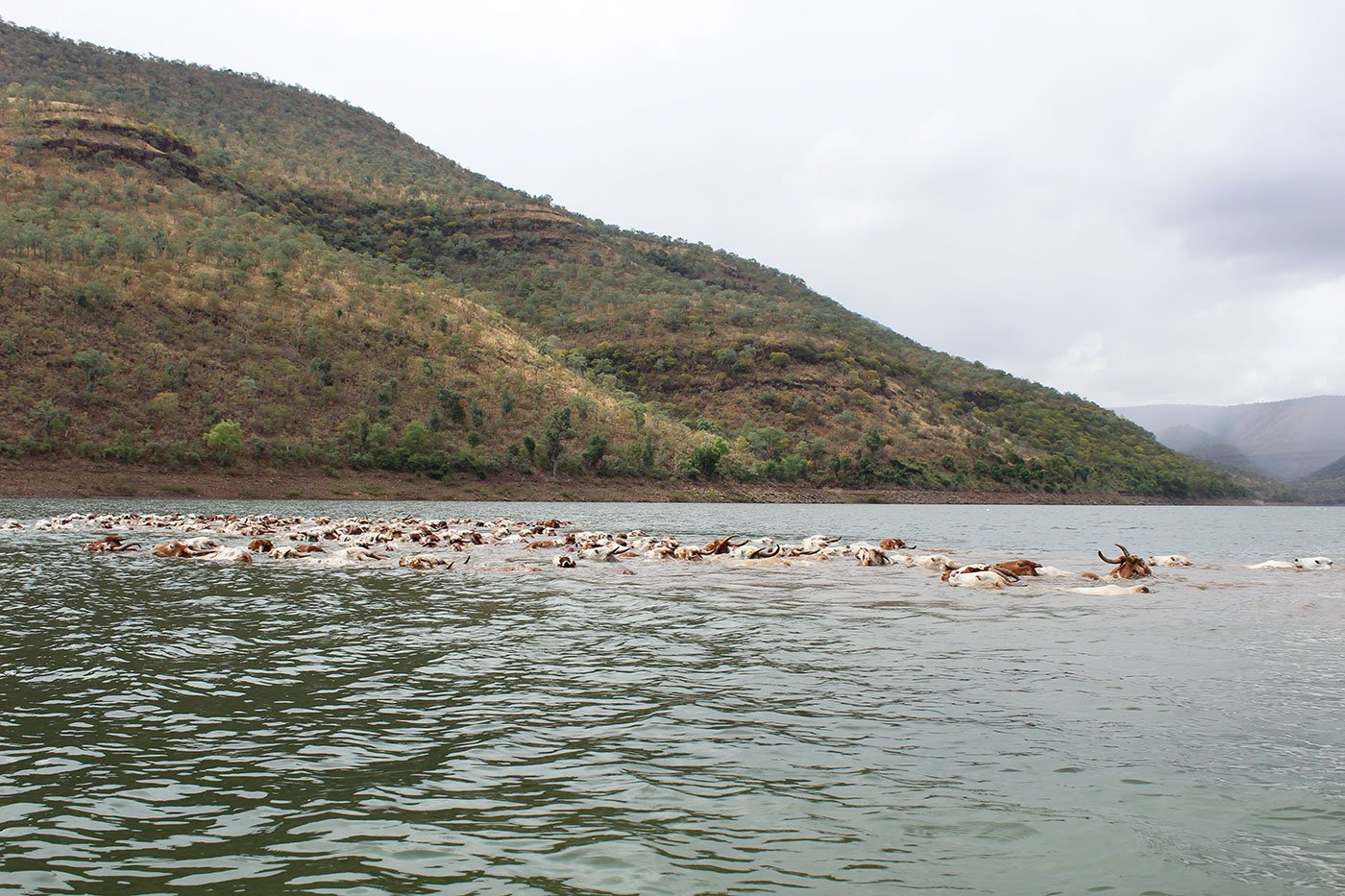 A heard of cattle walking through a river