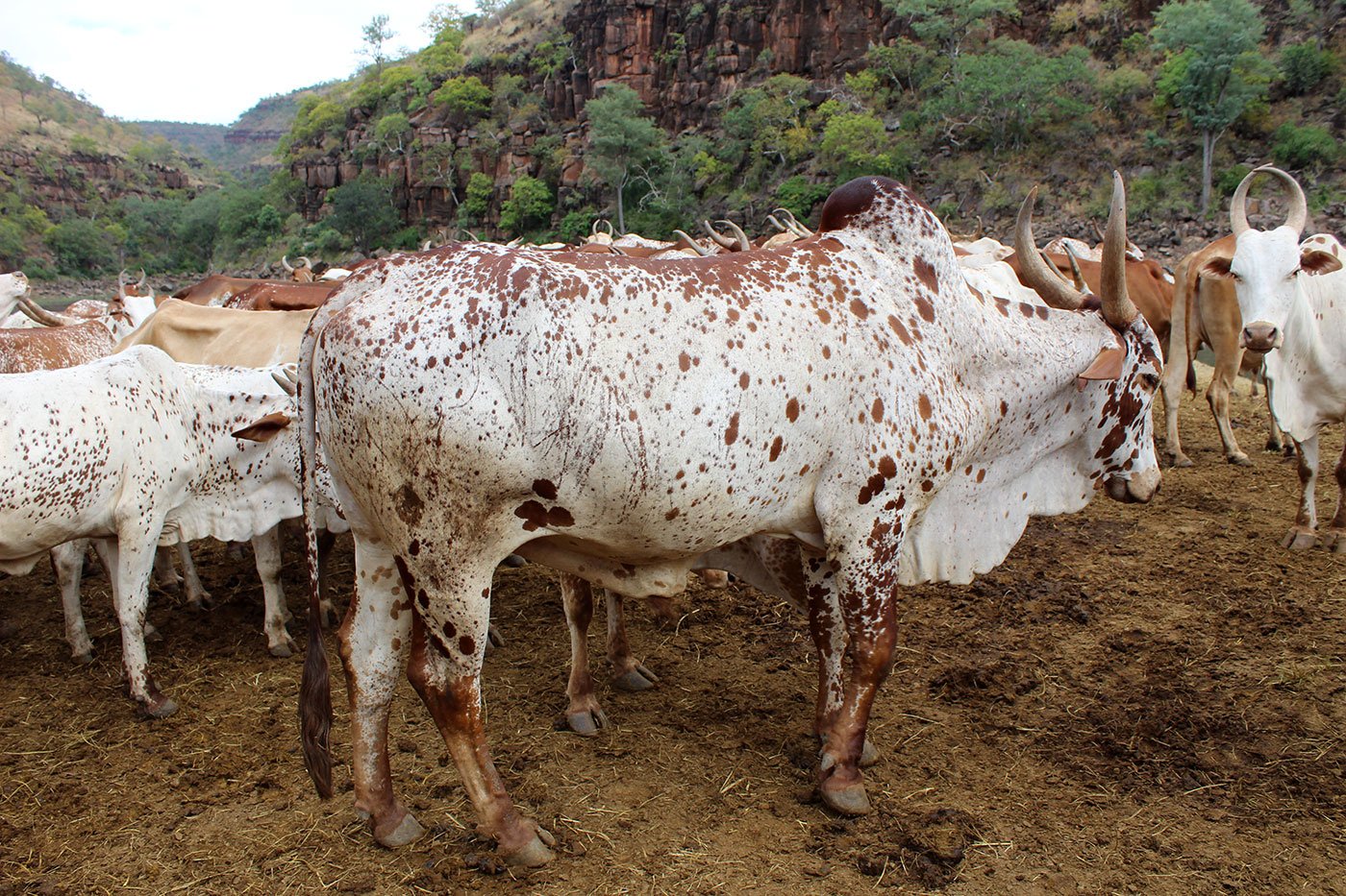 a herd of cattle