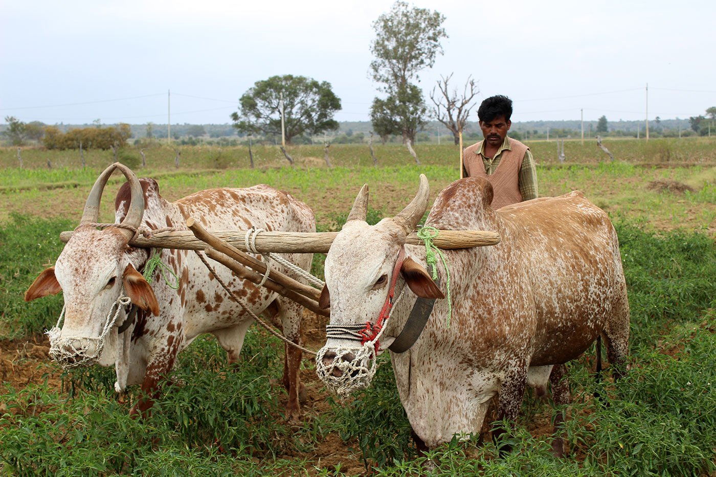 Man using his cattle for work