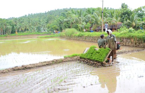 Man and woman in paddy field in Varavattoor village.