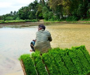 Man sitting next to wet paddy field