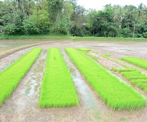 Paddy fields ready for transplanting
