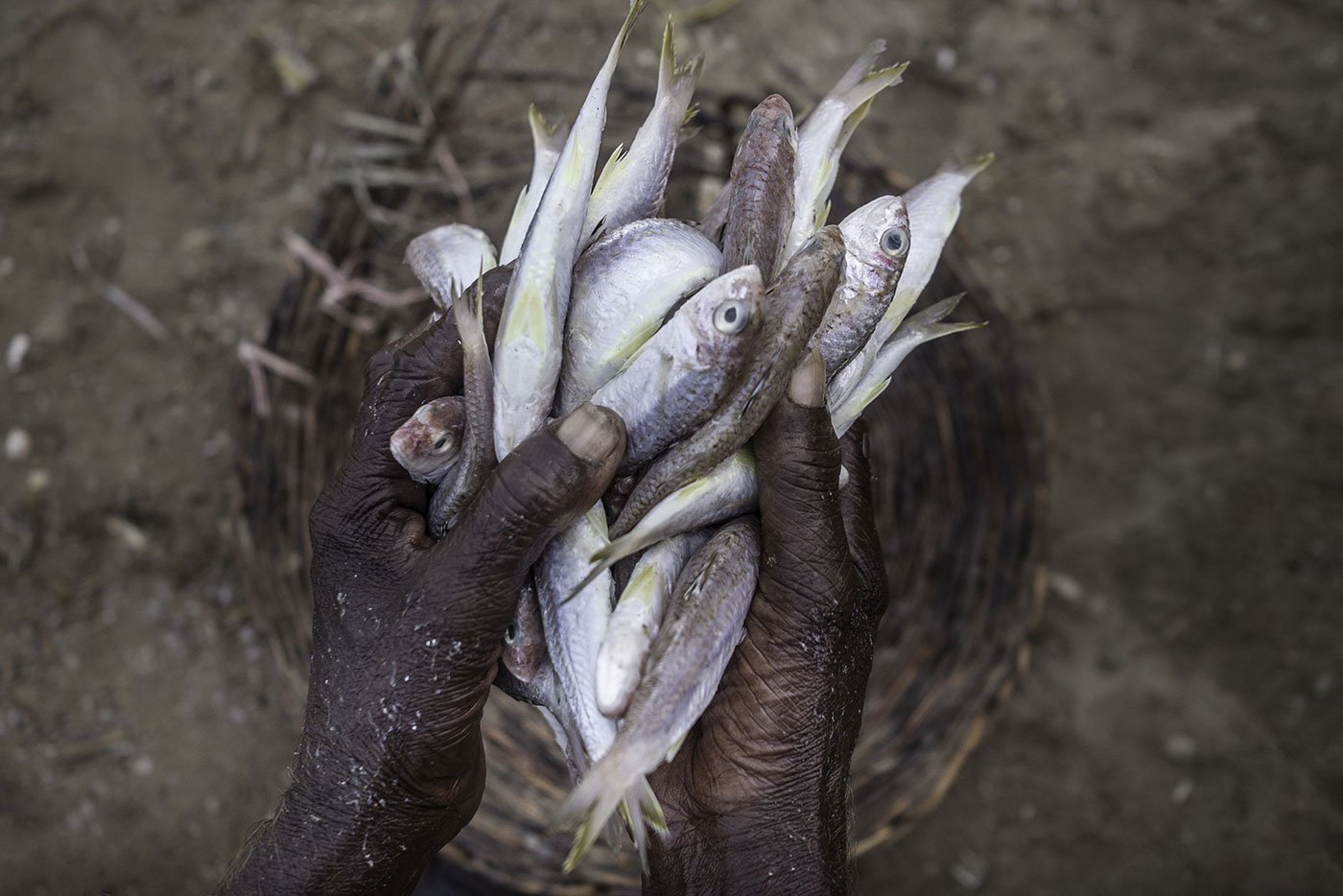 A fisherman's hands full of fish