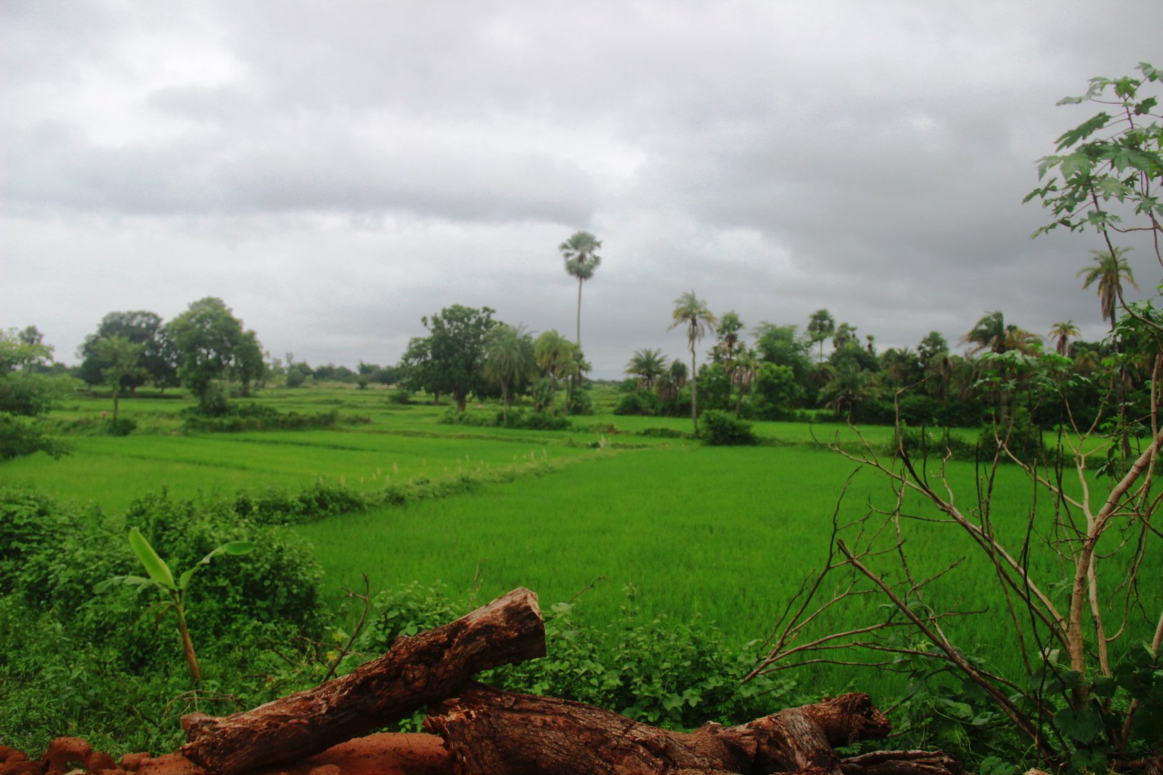 crop fields