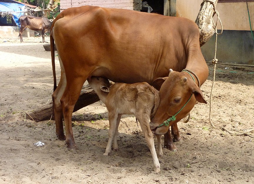 Mother and child: the mother is a Vechur cow, the world's smallest cattle breed – she is 82 centimetres tall. The calf is just hours old 