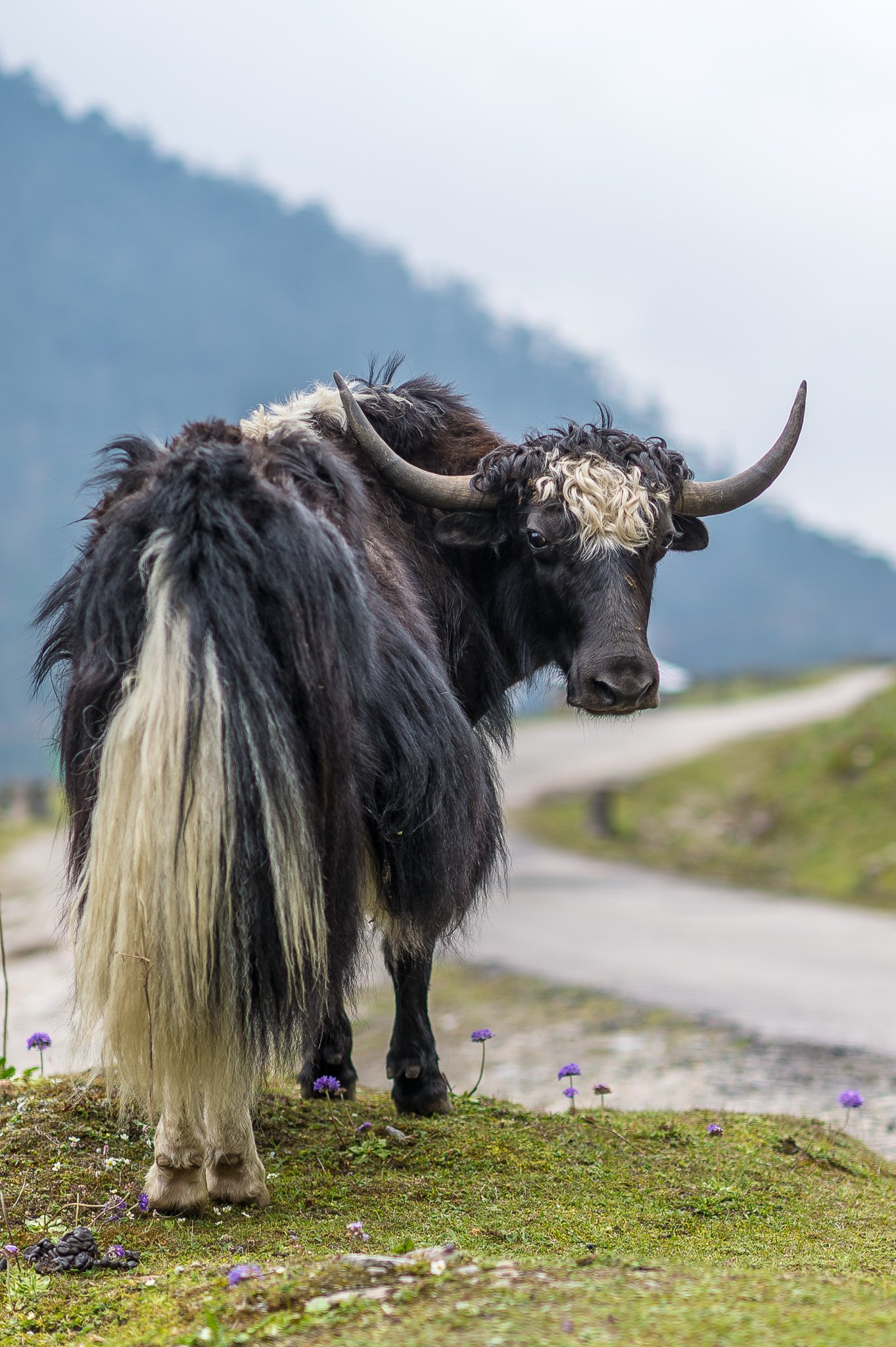 animal: Yak Animal In Tamil