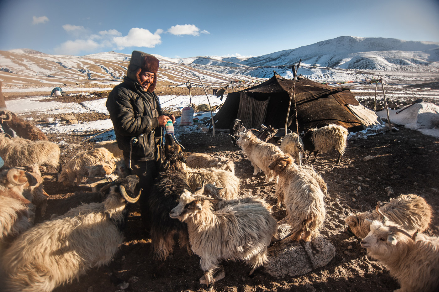 Karma Rinchen (a Changpa) is herding the pashmina goat. 'Changpa' is a tribe found in the high altitudes of Ladakh